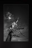 alter Baum