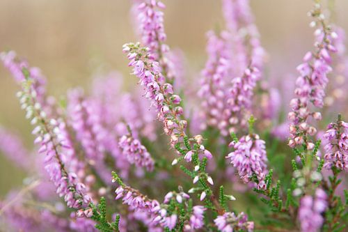 Heath Smilde sur Henriette Tischler van Sleen