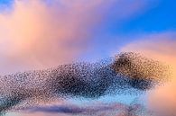 Spreeuwenwolk in de lucht tijdens zonsondergang van Sjoerd van der Wal Fotografie thumbnail