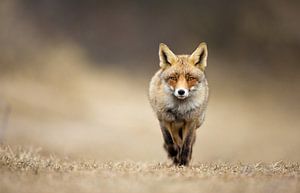 Vos van Menno Schaefer