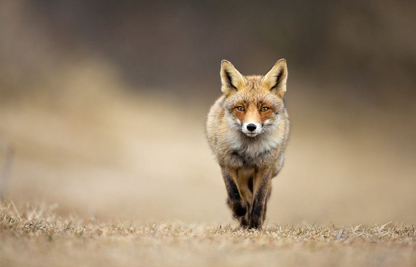 Vos von Menno Schaefer