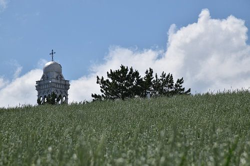 Een haverveld onder een zomerse hemel