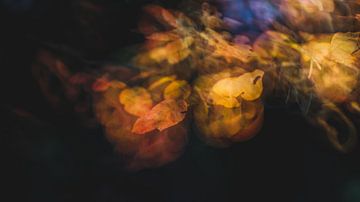 Motion @ the forest No. 2 by Linda Raaphorst