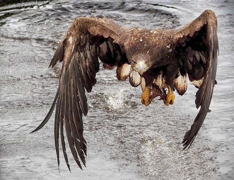 Seeadler von Loek Lobel