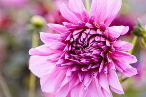 Dahlia sur Rob Boon