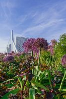 Blumen für Erasmus-Brücke