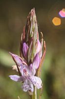 Gevlekte Orchis