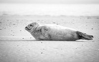 Seal on the coast