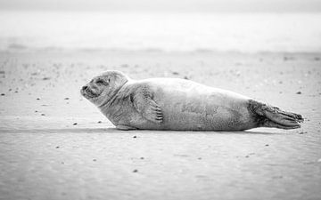 Seal on the coast by Joëlle Pekaar