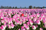 Een rode tulp tussen de roze tulpen van Gerard de Zwaan thumbnail