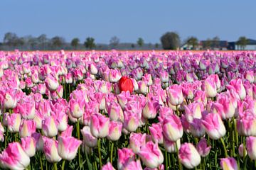 Eine rote Tulpe zwischen rosa Tulpen
