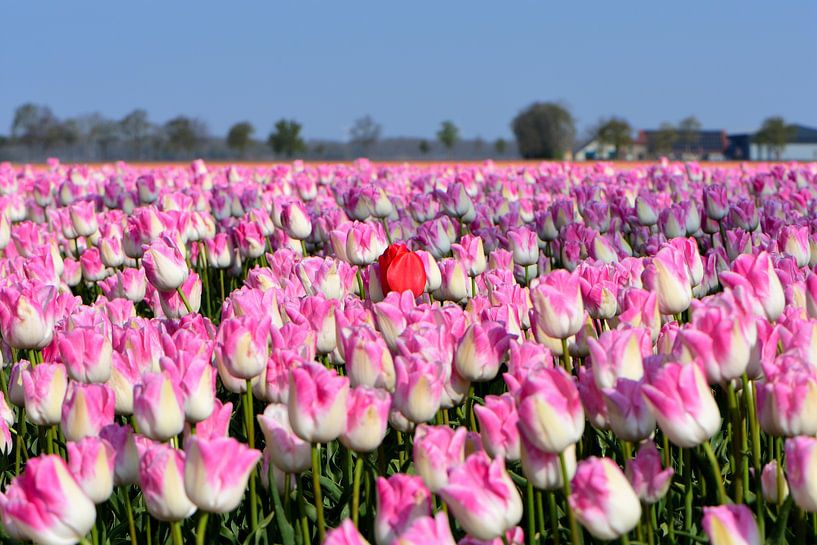 Eine rote Tulpe zwischen rosa Tulpen von Gerard de Zwaan