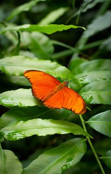 Prachtige oranje vlinder op bladeren van Mark Diederik
