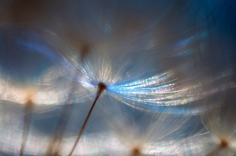Heavenly fluff by Jannie Looge