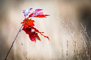 Rode herfstbladeren sur René van der Horst