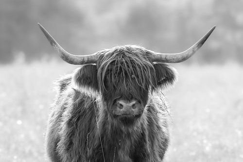 Black-and-white portrait of a Scottish Highlander Cow with Large Horns
