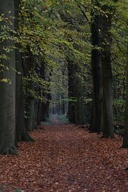 Wald von Colinda De Vries - Trof