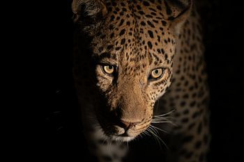 Close up Leopard at night