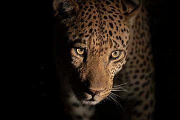 Nahaufnahme Leopard bei Nacht von Jos van Bommel