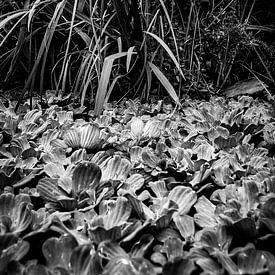Bed of pond plants in the garden. by Faucon Alexis
