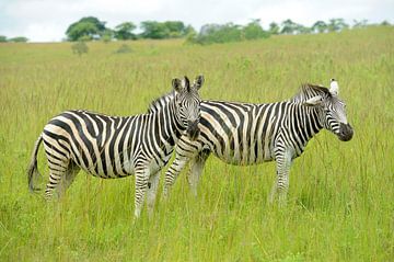 Equus quagga burchellii sur Richard Wareham