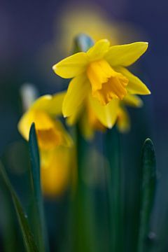 Luminous daffodils by Annika Westgeest Photography