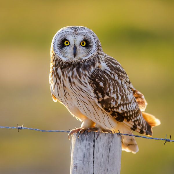 Short-eared owl in the light by Daniela Beyer