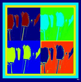 TULPEN by Ruud V D Kuil