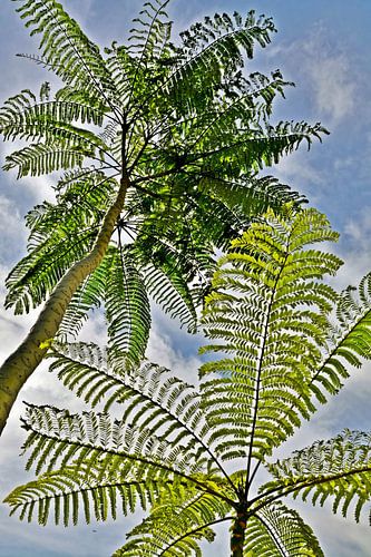 two standard vinegar trees