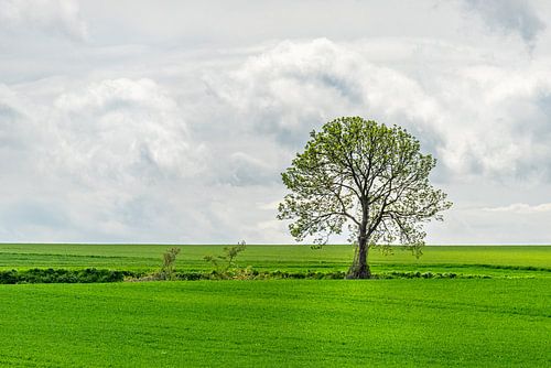 Bloeiende boomgaarden en dorpsleven van Guy Lambrechts