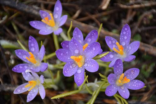 De eerste krokussen in de tuin
