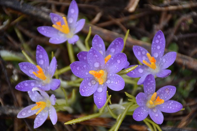 The first crocuses in the garden by Claude Laprise