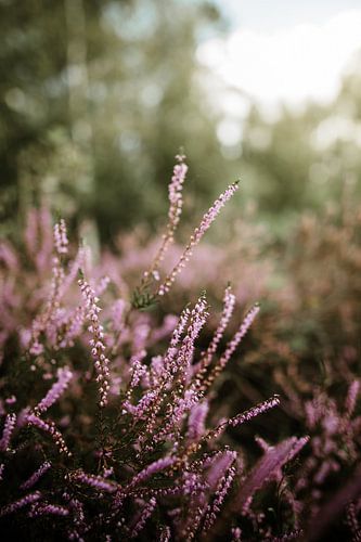 L'été sur le Veluwe