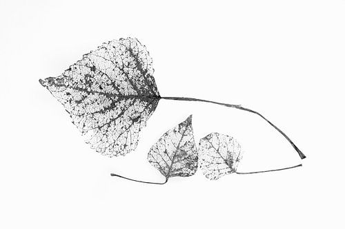 Graphic. Botanical. Japandi. 1. Basic
