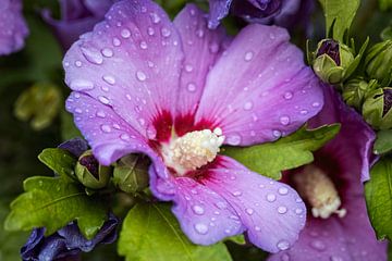 Hibiscus sur Rob Boon