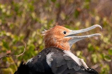 Amerikaanse fregatvogel van Maarten Verhees