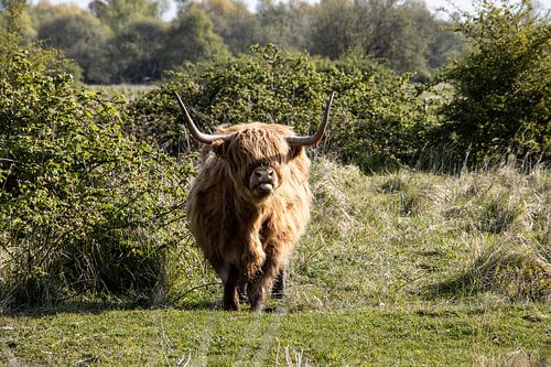 Schottischer Highlander
