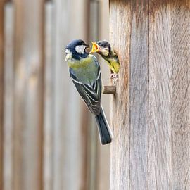 Kohlmeisenküken in Nistkasten gefüttert von Dennis Lieffering