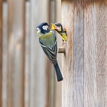 Great tit chick fed in nest box