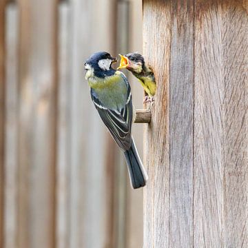 Kohlmeisenküken in Nistkasten gefüttert von Dennis Lieffering