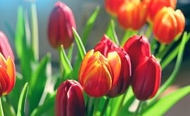 Tulips by Bo Valentino