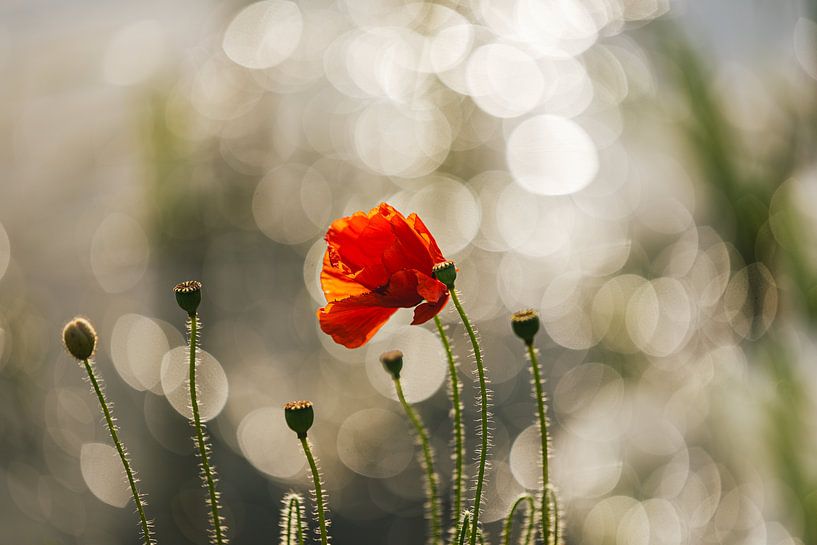 Mohnblume von Jeannette Fotografie