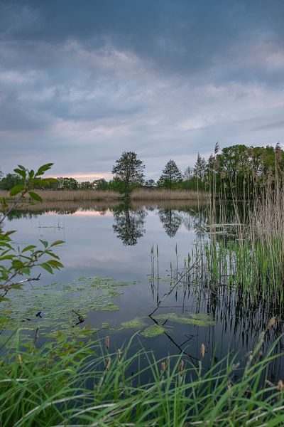 Teich bei Mönau in der Oberlausitzer Heide- und Teichlandschaft von Holger W. Spieker