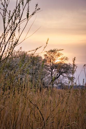 Bomen en riet in het roze en oranje zonlicht. Romantische sfeer.