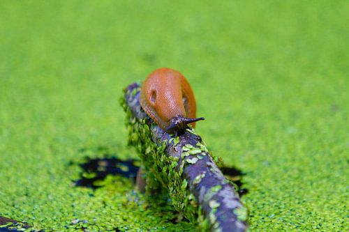 Slak op de vlucht voor het water