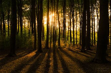 Speulderbos II van Stephan Smit