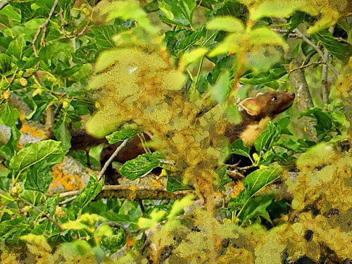 Europese Dennenmarter gecamoufleerd tussen de bomen