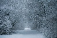 View through the snow