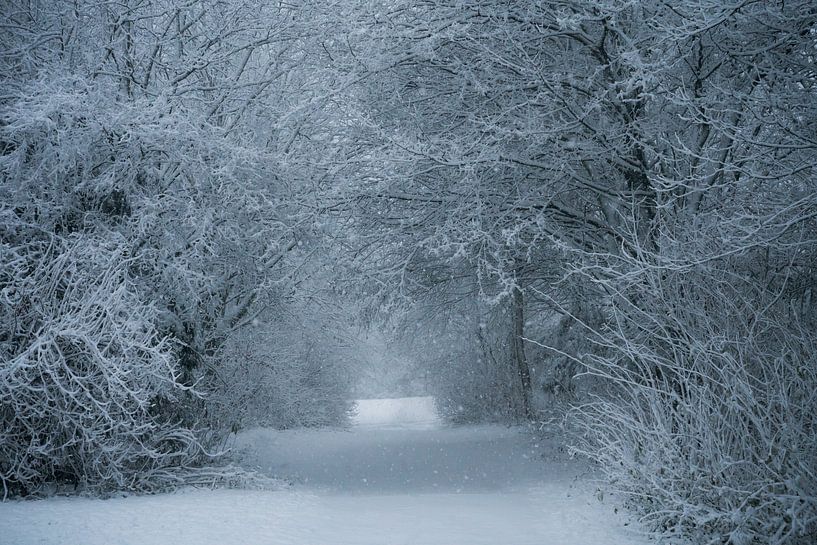 View through the snow by Chantal Sloep