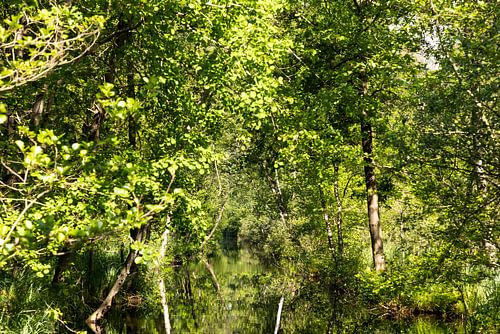 De Weerribben, Nationaal Park Weerribben-Wieden.